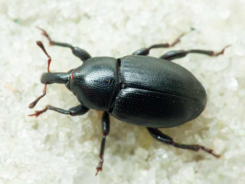 Malvaevora timida (Rossi, 1792)